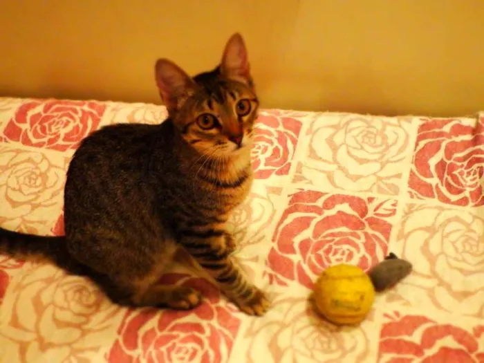 Gato ra a SRD idade 1 ano nome Pandora - castrada,