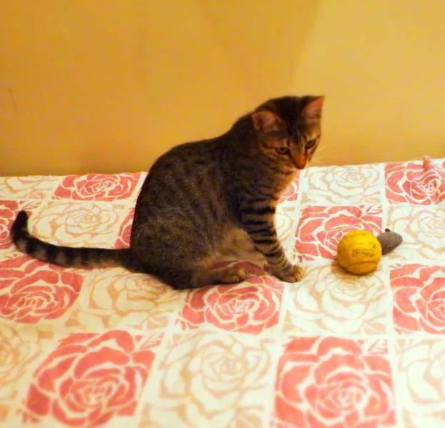 Gato ra a SRD idade 1 ano nome Pandora - castrada,
