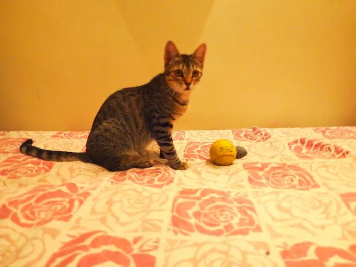 Gato ra a SRD idade 1 ano nome Pandora - castrada,