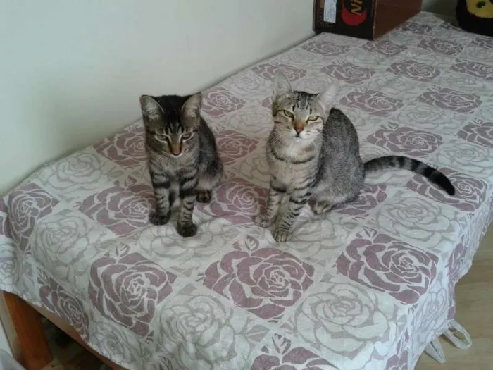 Gato ra a SRD idade 1 ano nome Pandora - castrada,