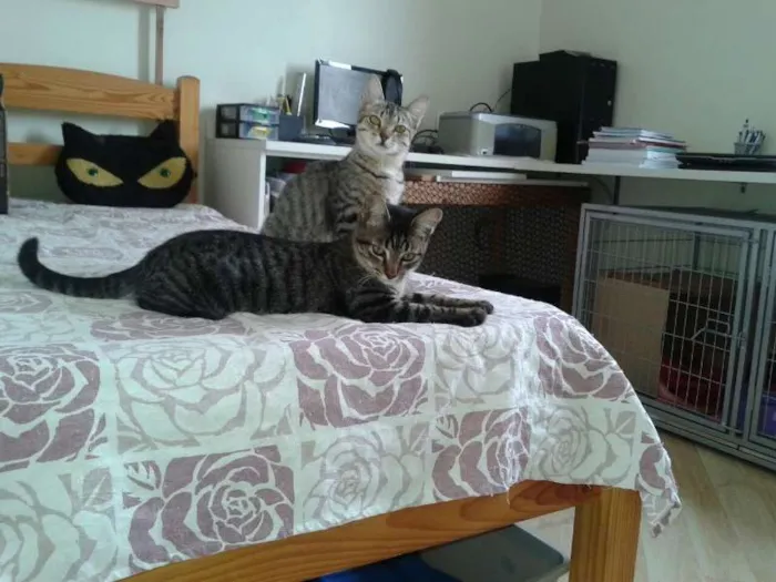 Gato ra a SRD idade 1 ano nome Pandora - castrada,