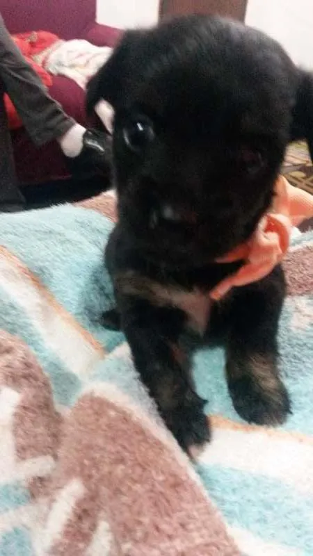 Cachorro ra a Viralata idade Abaixo de 2 meses nome Sem nome