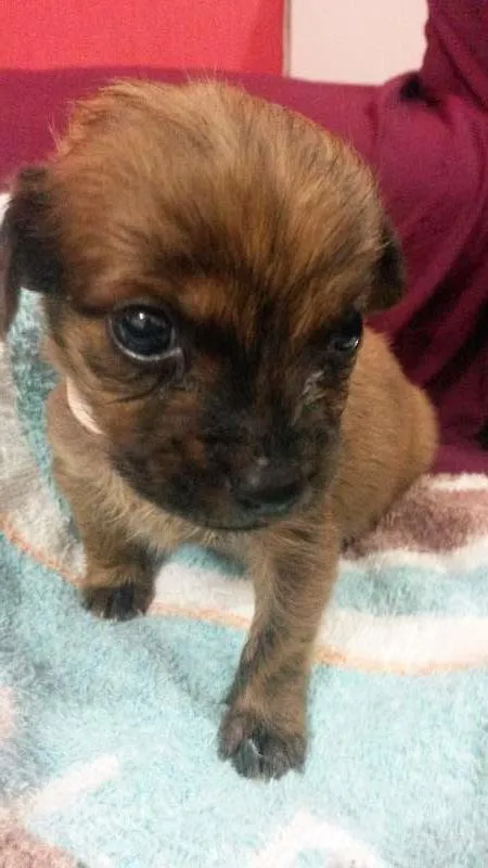 Cachorro ra a Viralata idade Abaixo de 2 meses nome Sem nome