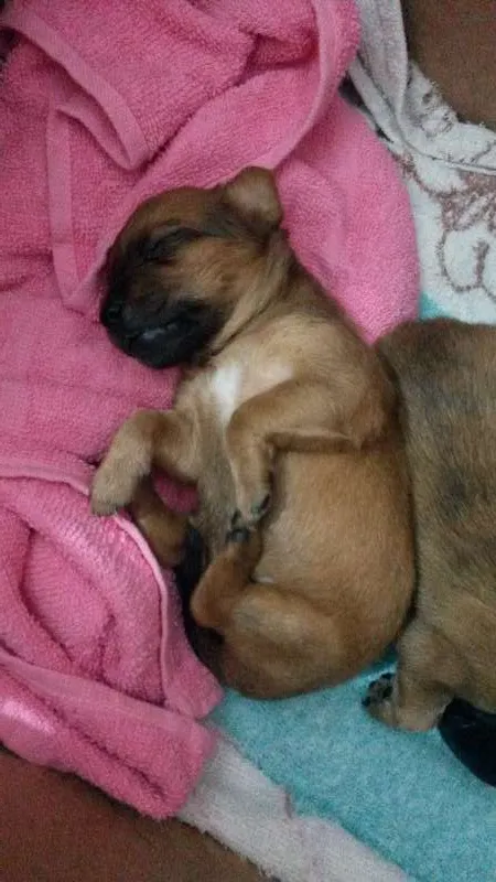 Cachorro ra a Viralata idade Abaixo de 2 meses nome Sem nome