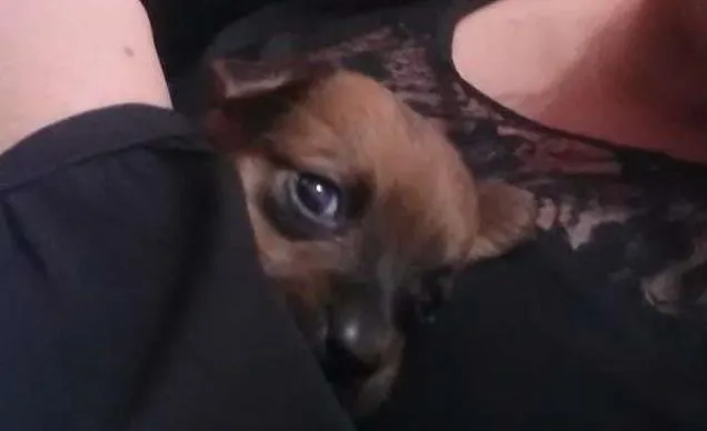 Cachorro ra a Viralata idade Abaixo de 2 meses nome Sem nome