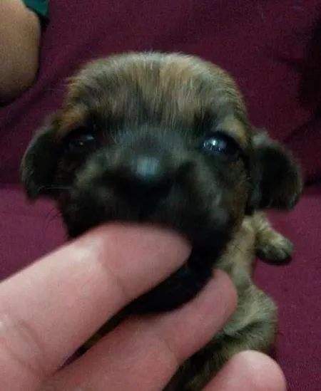 Cachorro ra a Viralata idade Abaixo de 2 meses nome Sem nome