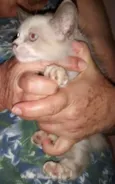 Linda gatinha