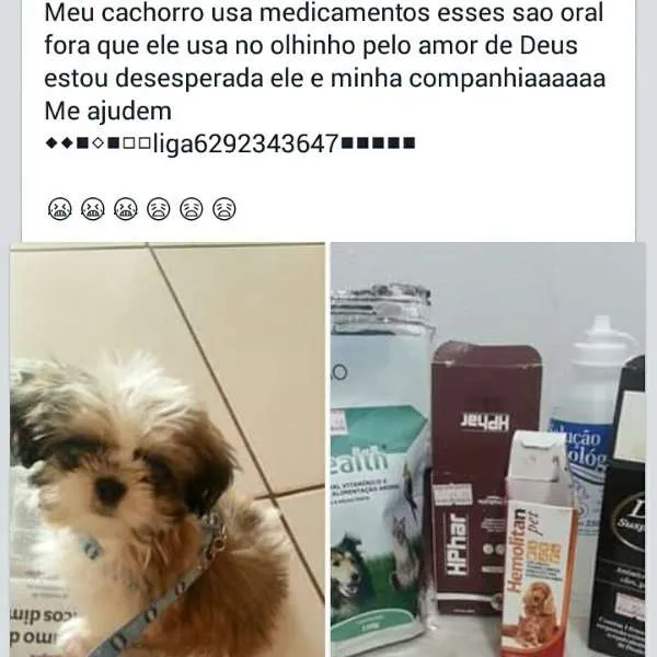 Cachorro ra a shih tzu idade  nome Love