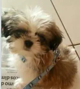 Cachorro ra a shih tzu idade  nome Love