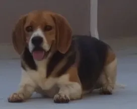 Cachorro raça Beagle idade 6 ou mais anos nome Kiko
