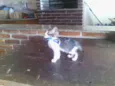 Gato