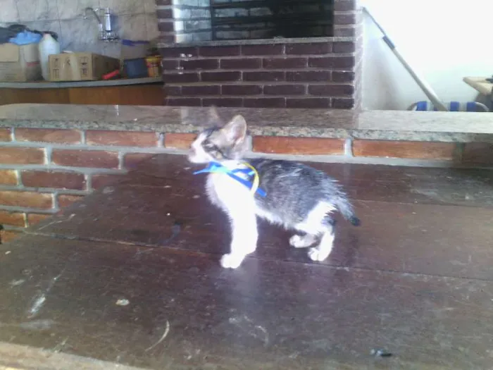 Gato ra a Gato idade 2 a 6 meses nome Gato