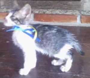 Gato raça Gato idade 2 a 6 meses nome Gato