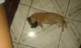 Bela