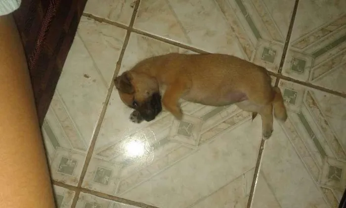 Cachorro raça Mistiça idade Abaixo de 2 meses nome Bela