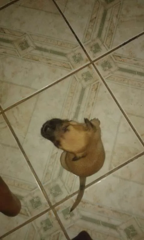 Cachorro raça Mistiça idade Abaixo de 2 meses nome Bela