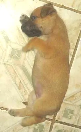 Cachorro raça Mistiça idade Abaixo de 2 meses nome Bela