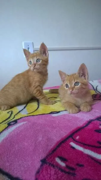 Gato raça  idade Abaixo de 2 meses nome cristal bolt garfie
