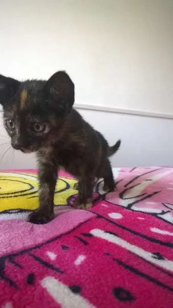 Gato raça  idade Abaixo de 2 meses nome cristal bolt garfie