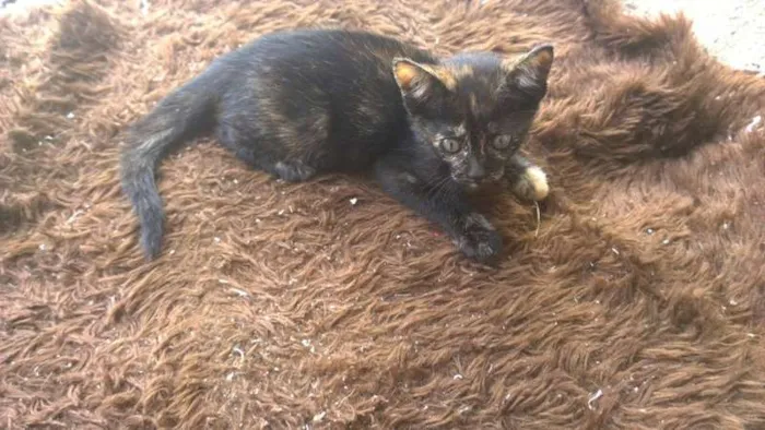 Gato raça  idade Abaixo de 2 meses nome cristal bolt garfie