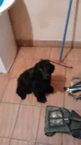 preta