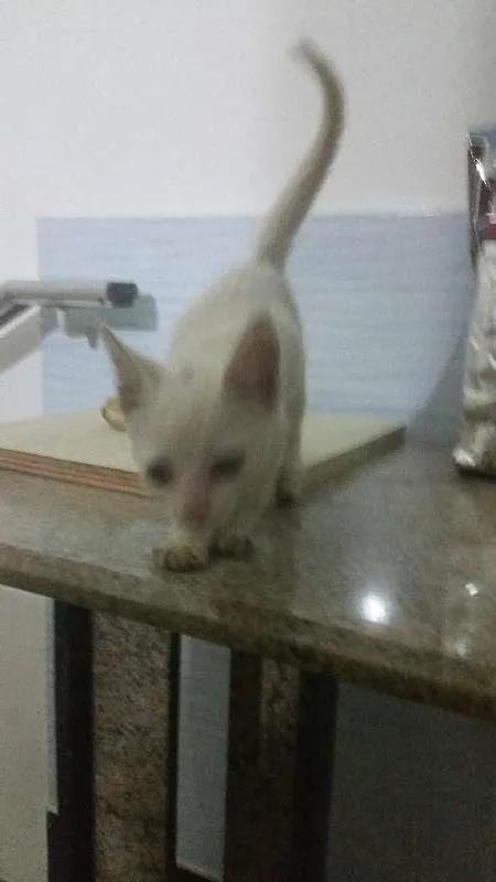 Gato ra a srd idade Abaixo de 2 meses nome branquinho
