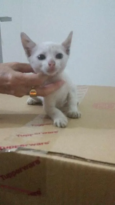 Gato ra a srd idade Abaixo de 2 meses nome branquinho