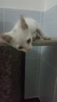branquinho