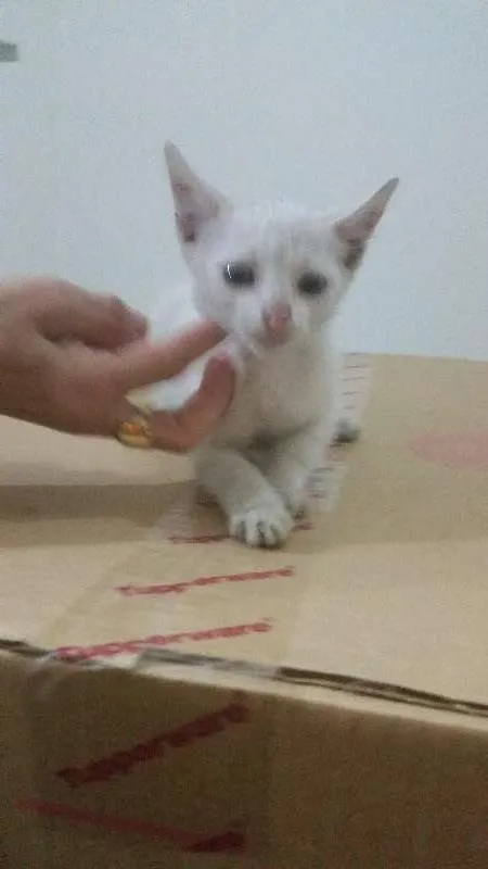 Gato ra a srd idade Abaixo de 2 meses nome branquinho