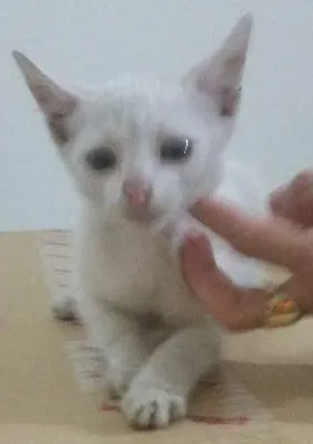 Gato ra a srd idade Abaixo de 2 meses nome branquinho