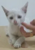branquinho