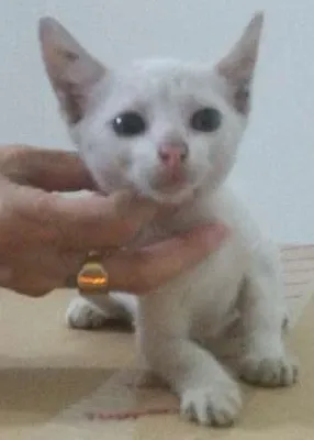 Gato ra a srd idade Abaixo de 2 meses nome branquinho