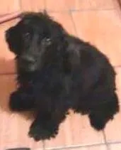 Cachorro ra a coquer idade 3 anos nome preta