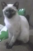 nao tem
