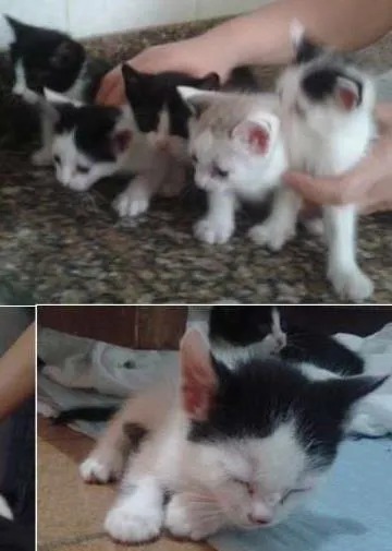 Gato ra a  idade Abaixo de 2 meses nome nenhum