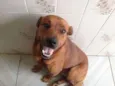 Cachorro raça vira-lata idade 6 ou mais anos nome Troy
