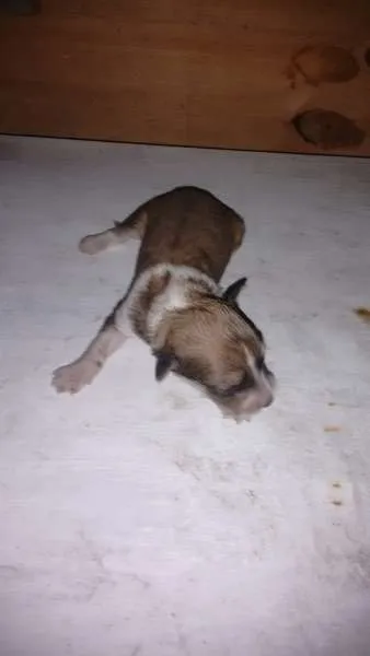 Cachorro raça Salsicha idade Abaixo de 2 meses nome Sasha