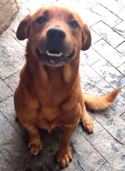 Cachorro raça vira-lata idade 6 ou mais anos nome Troy