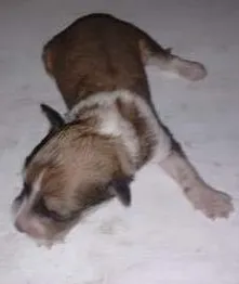 Cachorro raça Salsicha idade Abaixo de 2 meses nome Sasha