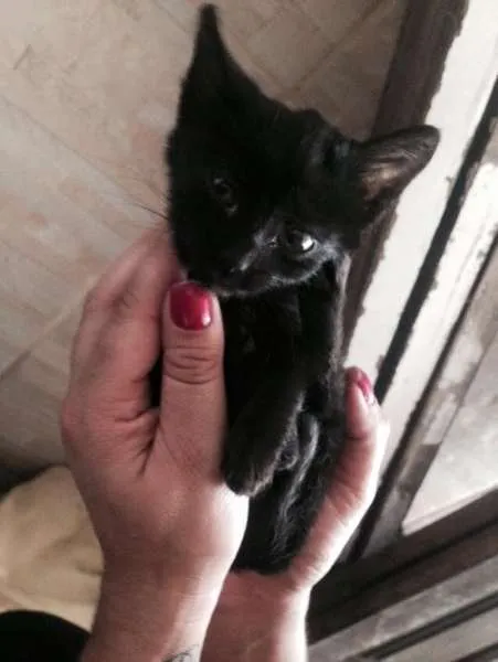 Gato ra a SRD idade 2 a 6 meses nome Sem nome 