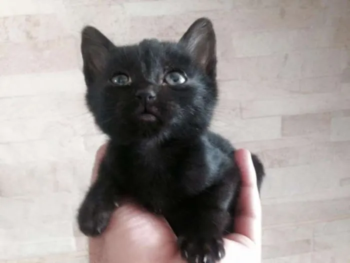 Gato ra a SRD idade 2 a 6 meses nome Sem nome 