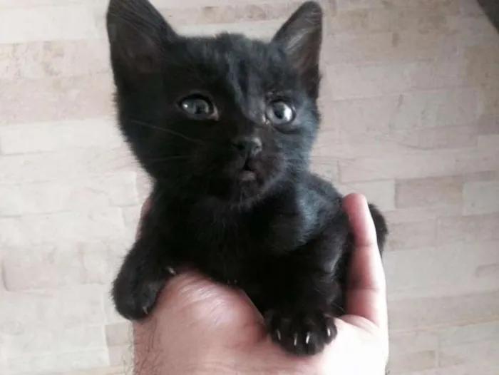 Gato ra a SRD idade 2 a 6 meses nome Sem nome 