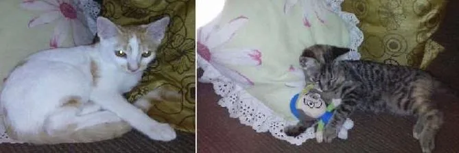 Gato raça SRD idade 2 a 6 meses nome Cindy e Mel