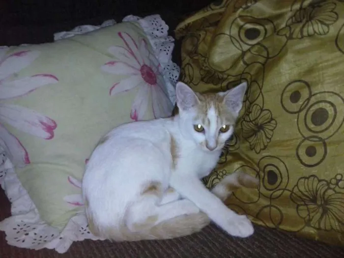 Gato raça SRD idade 2 a 6 meses nome Cindy e Mel