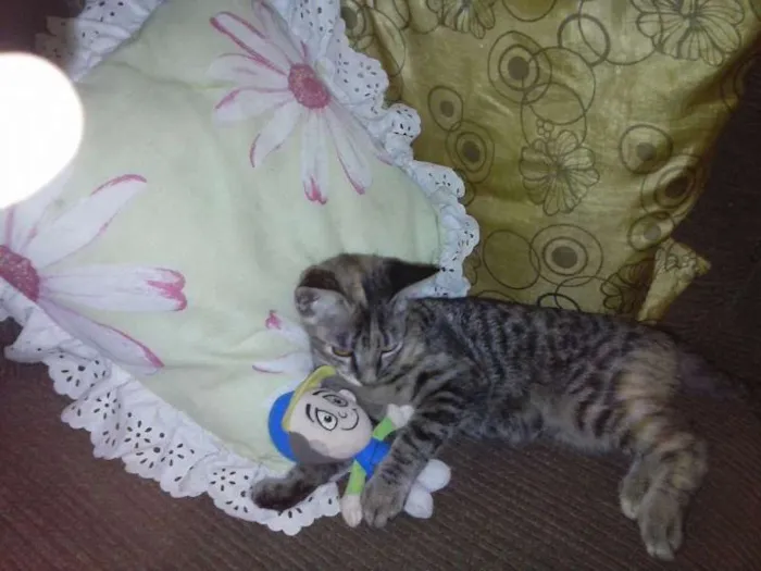 Gato raça SRD idade 2 a 6 meses nome Cindy e Mel
