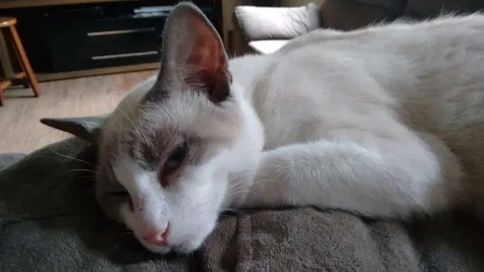 Gato raça SRD idade 7 a 11 meses nome SHAY