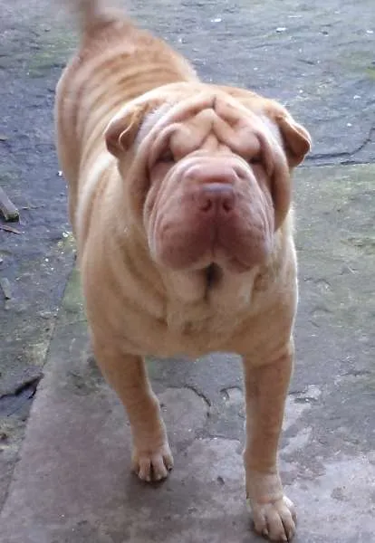 Cachorro ra a Shar Pei idade 4 anos nome Mickey/Amora