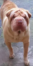 Mickey/Amora