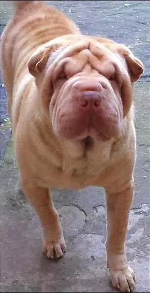 Cachorro ra a Shar Pei idade 4 anos nome Mickey/Amora