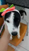 Pituca
